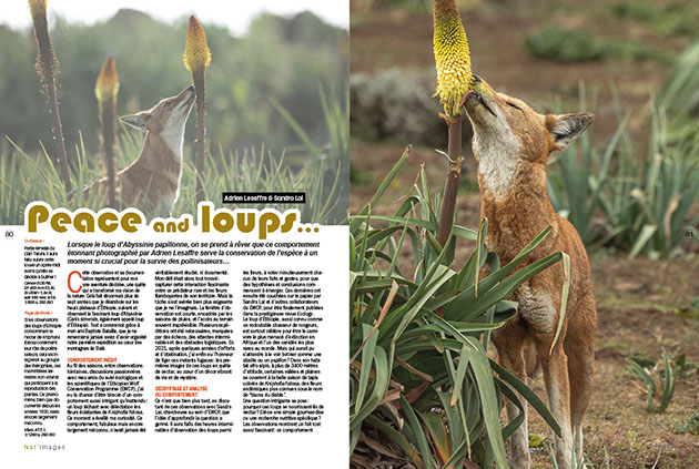 Adrien Lesaffre & Sandra Lai - Loup d'Abyssinie - Nat images 90