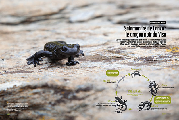 Romain Patoux - Salamandre - Nat images 90