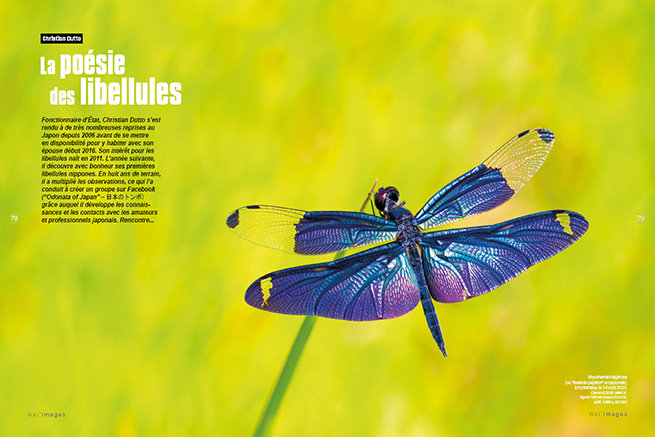 Christian Dutto - Libellules -