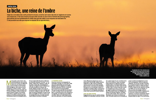 Fabrice-Cahez - Biche - Natimages 94