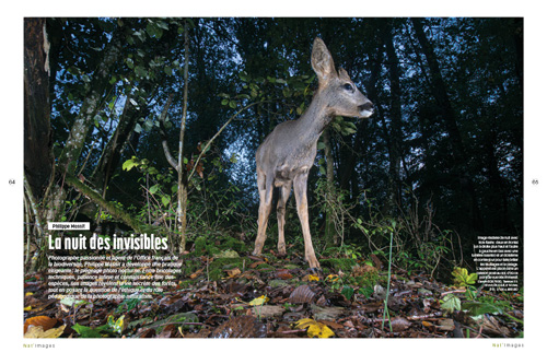 Philippe-Massit - Animaux-nocturne