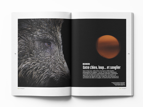 Julien Arbez Sangliers. Nat images 95