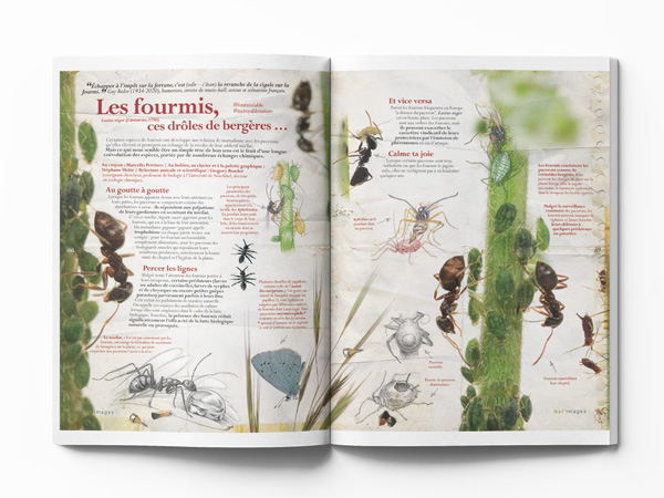 Marcello Pettineo et Stéphane Hette - Fourmis